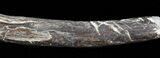 Mosasaur (Platecarpus) Rib Section With Tooth Marks! #49335-2